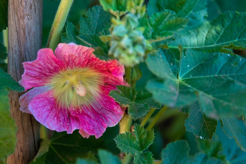 foliage-and-flower-of-pink-hollyhocks.jpg