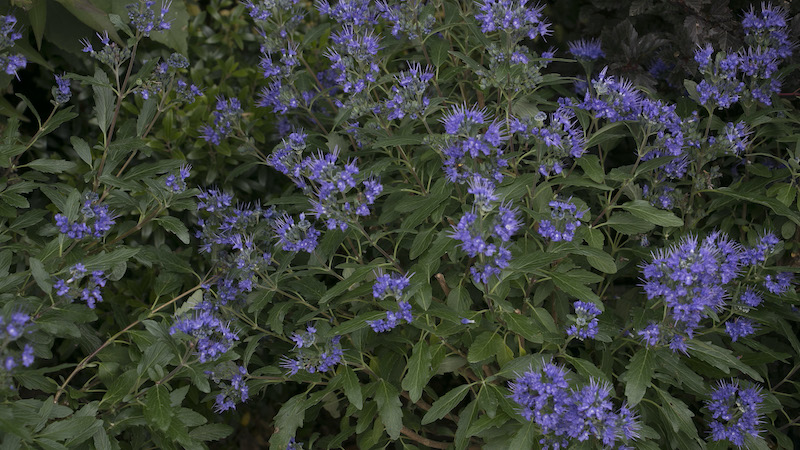 foliage-and-flowers-of-beyond-midnight-caryopteris.jpg