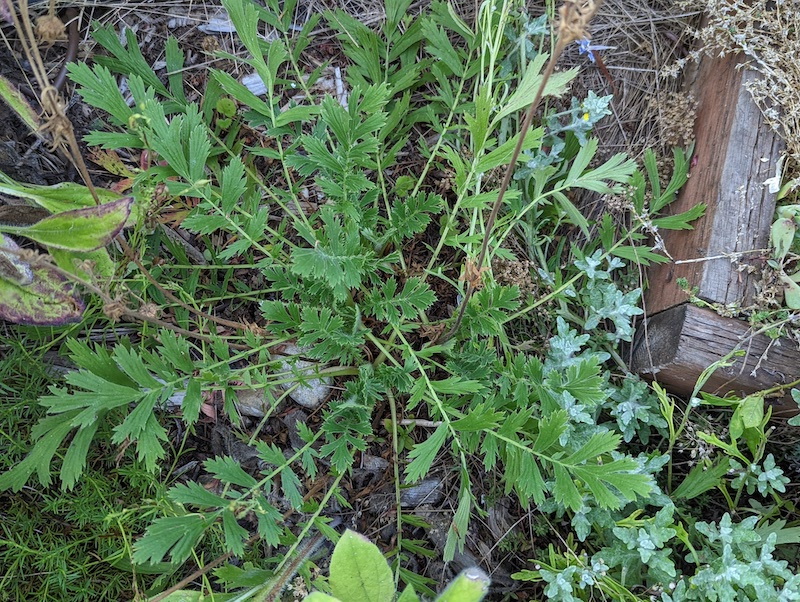 foliage-of-geum-triflorum-prairie-smoke.jpg