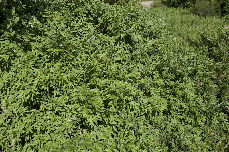 foliage-of-lodense-privet.jpg