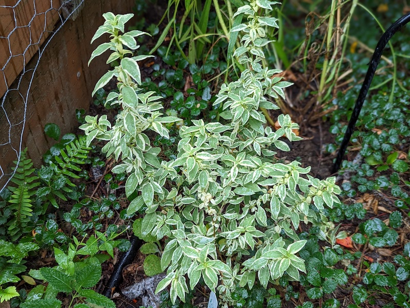 foliage-of-variegated-fuchsia.jpg