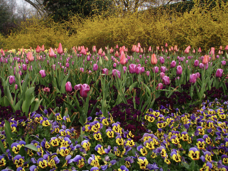 forsythia-backdrop-for-spring-blooming-tulips-and-pansies.png