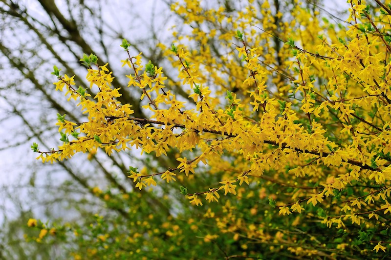 forsythia-blooms-on-old-wood.jpg