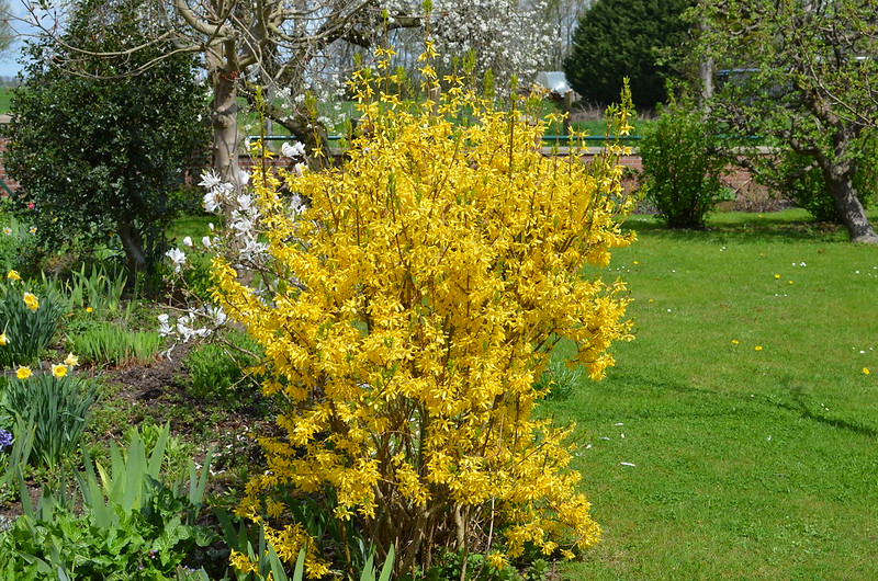 forsythia-planted-near-spring-flowering-bulbs-and-magnolia.jpg