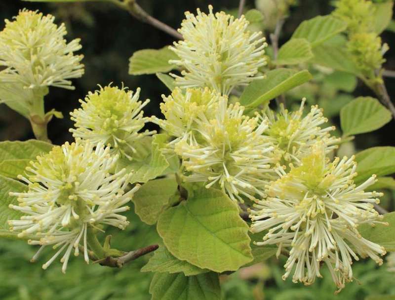 fothergilla-gardenii-bloom-detail.jpg