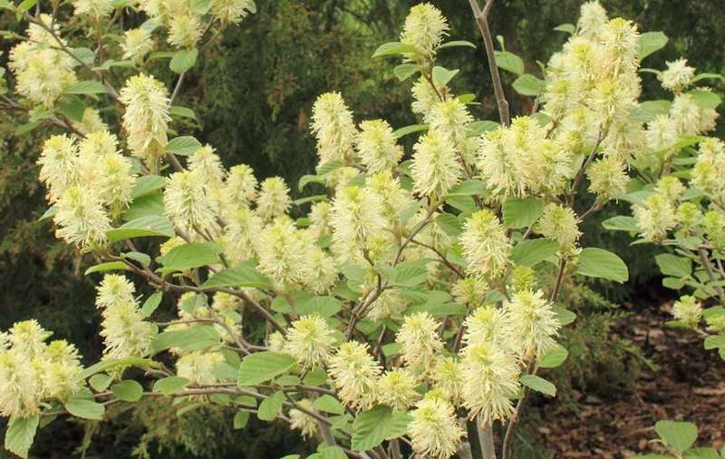 fothergilla-gardenii-habit-and-flowers.jpg