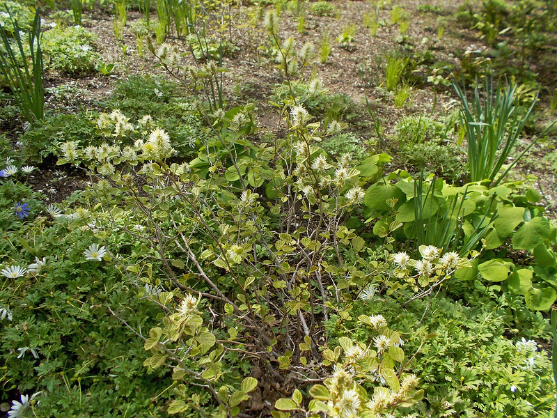 fothergilla-gardenii-planted-with-wood-anemone.jpg