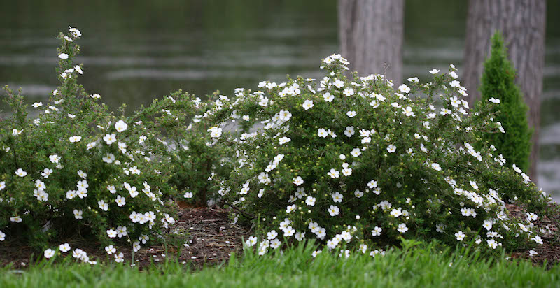 foundation-planting-happy-face-white-potentilla.jpg