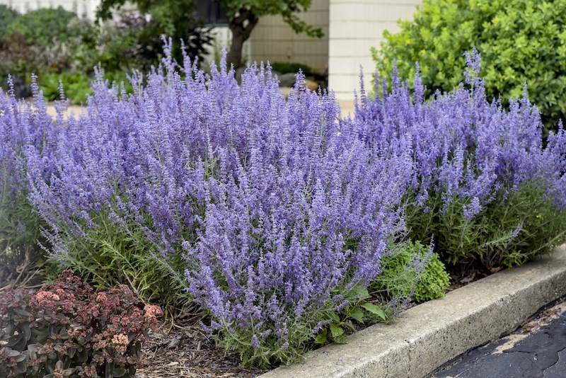 foundation-planting-of-denim-n-lace-russian-sage.jpg