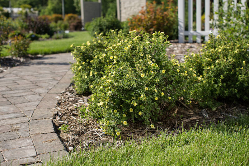 foundation-planting-potentilla-first-editions-lemon-meringue.jpg