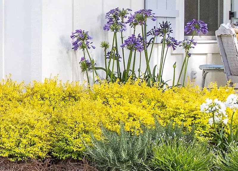 Agapanthus Companion Plants