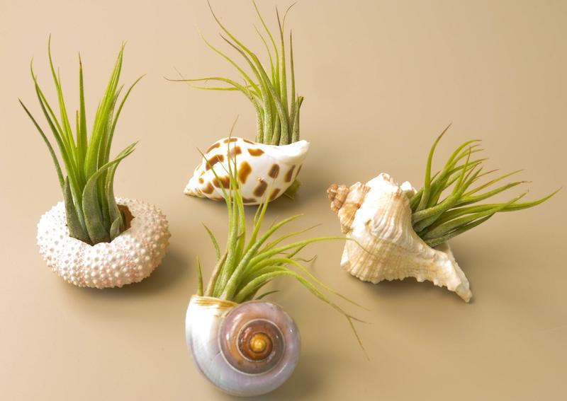 four-airplants-planted-in-shells.jpg