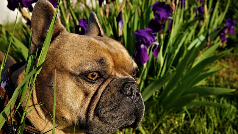 french-bulldog-in-front-of-iris-patch.jpg