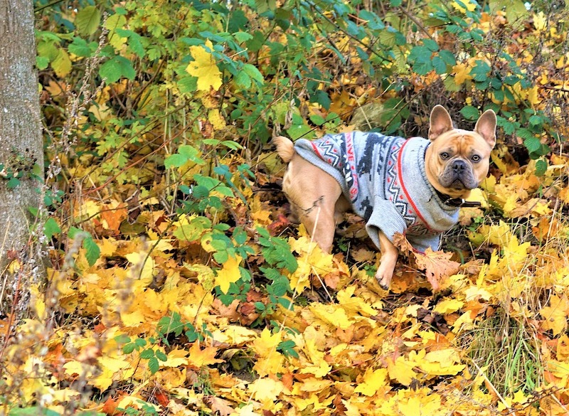 Are japanese maples deals poisonous to dogs