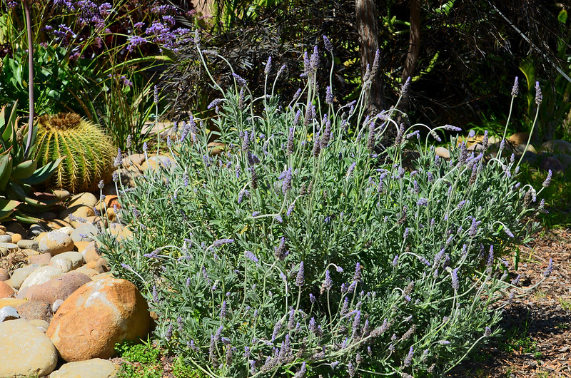 8 Best Lavender Companion Plants + 4 To Skip