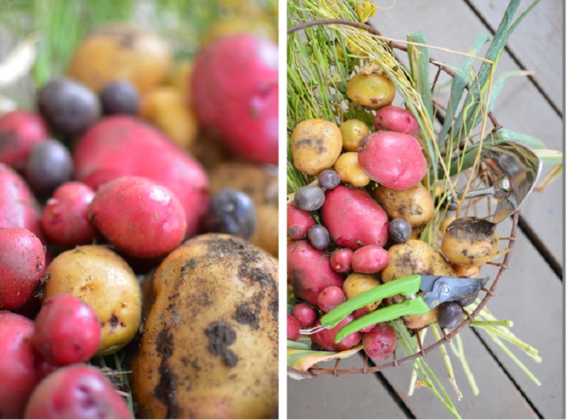 freshly-harvested-potatoes.jpg