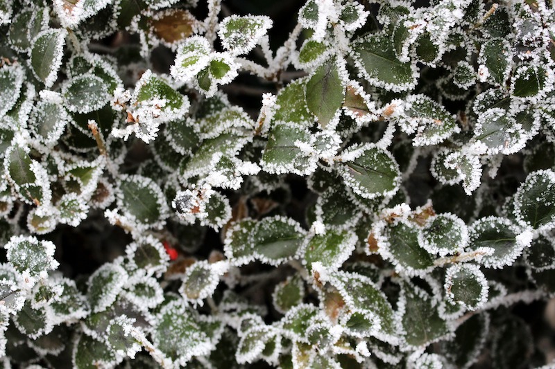 frost-covering-privet-foliage.jpg