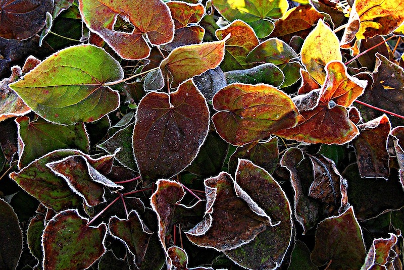 frost-on-barrenwort-leaves.jpg