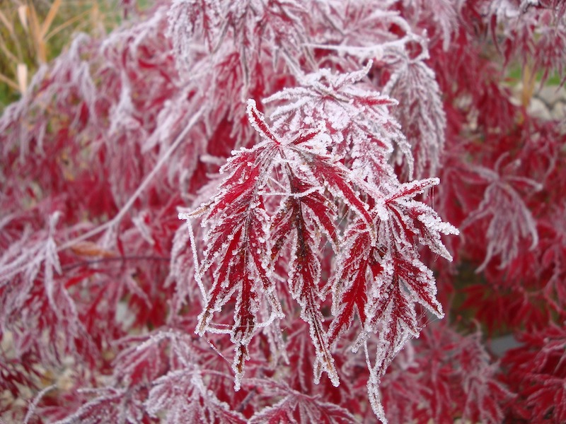 Protect Japanese Maples With Burlap - Down 2 Earth Down 2 Earth