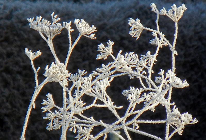 frost-on-spent-yarrow-raceme.jpg