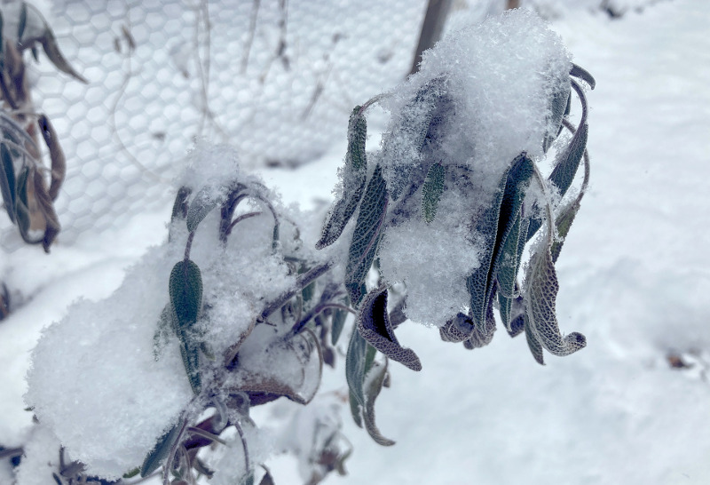 frozen-sage-plant-in-winter.jpg