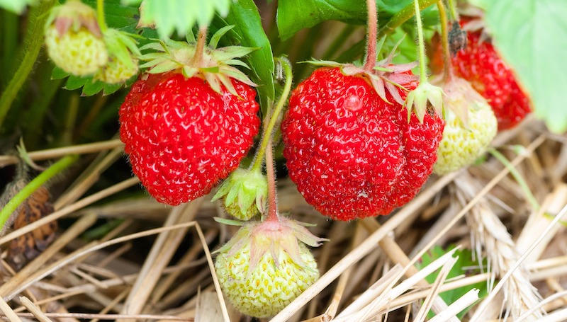 fruiting-stawberry-plant-mulched-with-straw.jpg