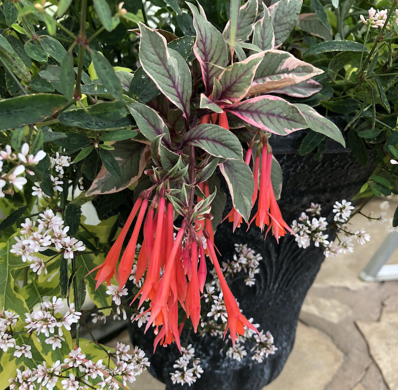 fuchsia-firecracker-in-black-container.jpg