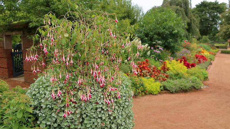 fuchsia-potted-with-dichondra-repens-silver-falls-.jpg