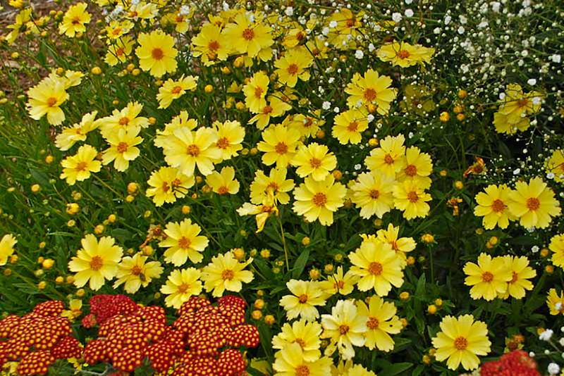 full-moon-coreopsis-mixed-with-yarrow-and-baby-s-breath.jpg