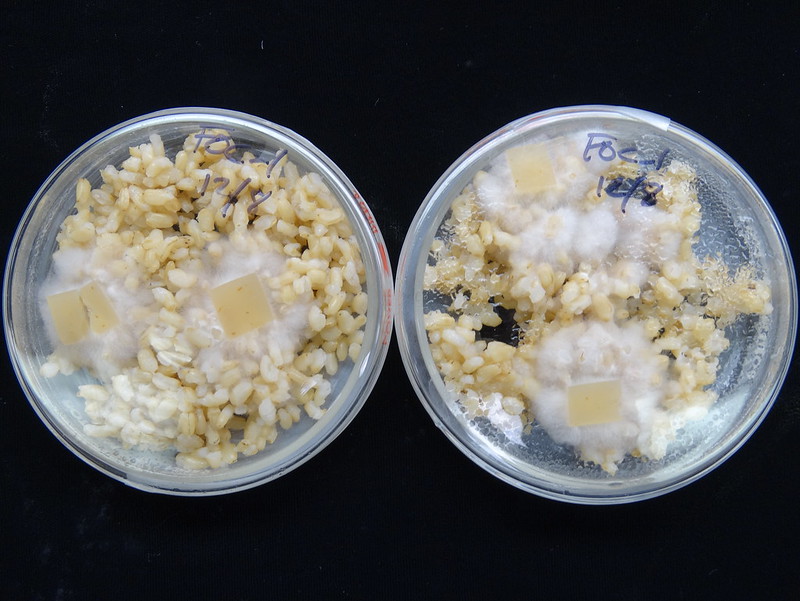 fusarium-oxysporum-growing-on-brown-rice-for-several-days.jpg