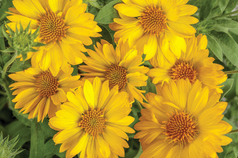 gaillardia-heat-it-up-yellow-in-bloom.jpg