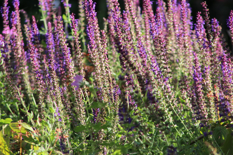 garden-bed-of-overgrown-salvia-plants.jpg