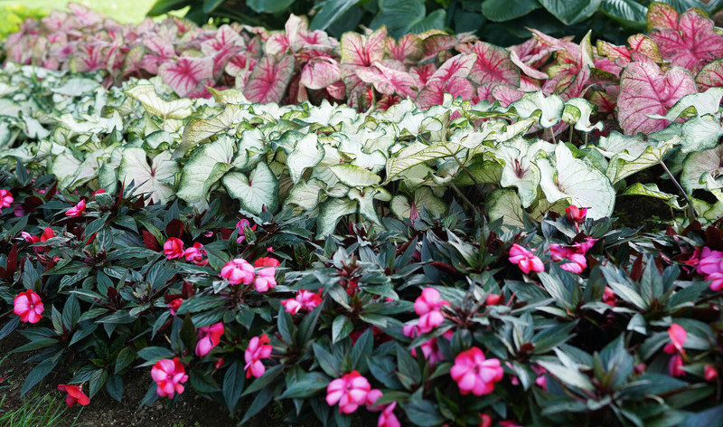 garden-border-of-impatiens.jpg