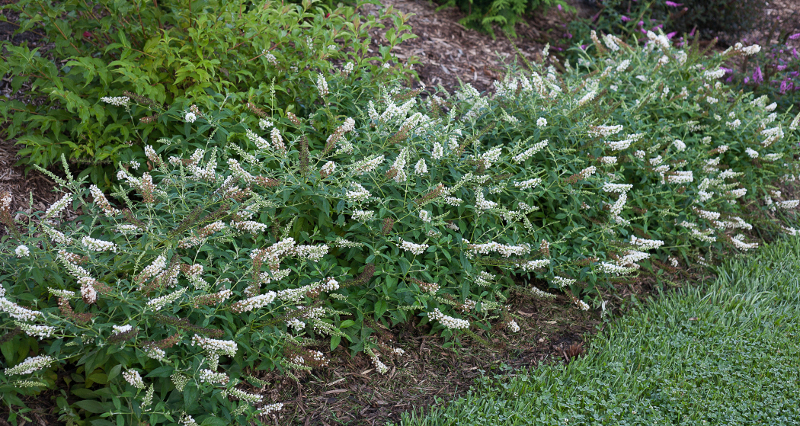 garden-border-of-white-flowering-butterfly-bushes.jpg