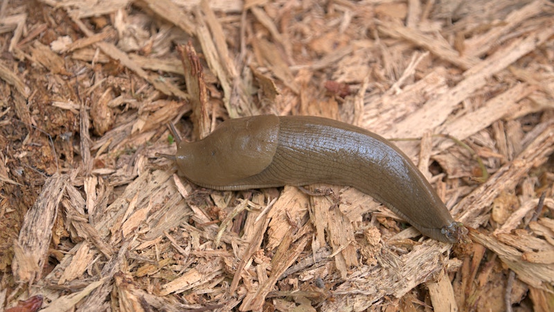 garden-slug-on-shredded-wood-chips.jpg