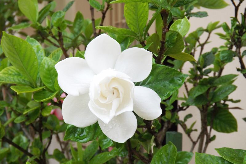 Are Gardenia Plants Poisonous To Dogs And Cats