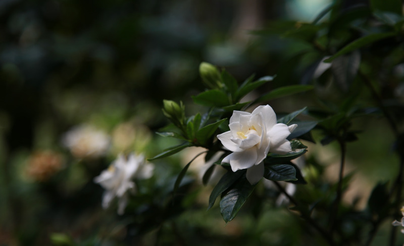 gardenia-foliage-and-flower-buds.jpg