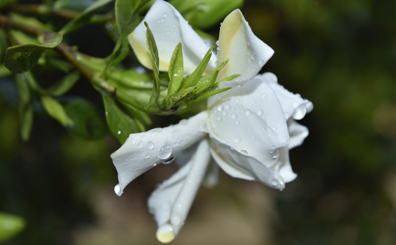 gardenia-foliage-and-flower-with-water-on-it.jpg