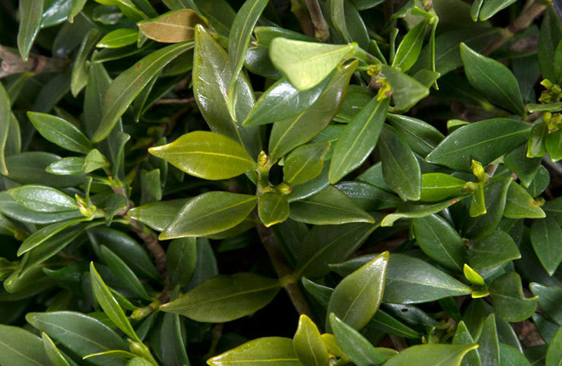 gardenia-foliage-leaves-and-flower-buds.jpg