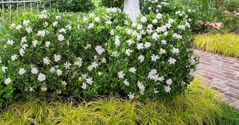 gardenia-jubilation-planted-with-golden-sedge.jpg
