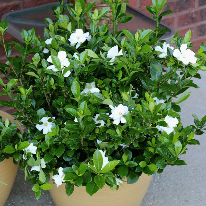 Growing Gardenias In Pots