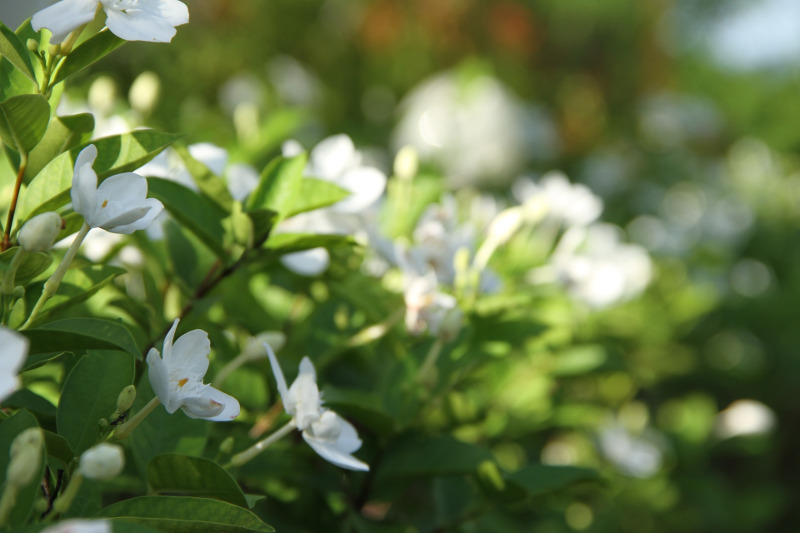 gardenia-shrubs-blooming-in-the-sunlight.jpg