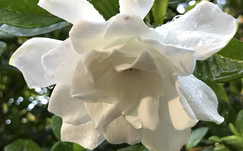 gardenia-with-moisture-from-sprinklers.jpg