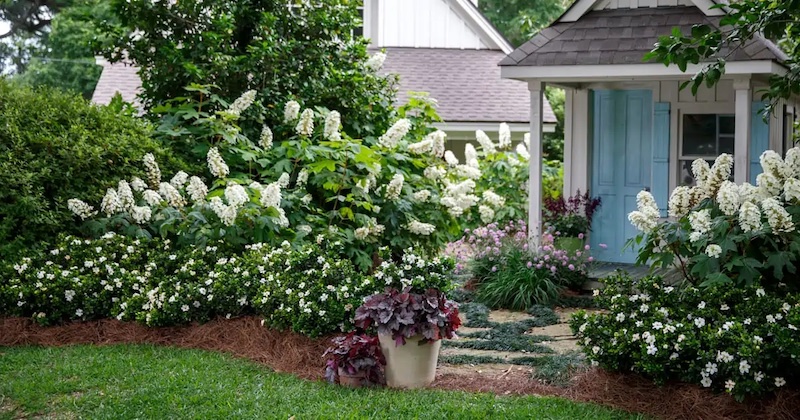 gardenias-planted-with-hydrangeas-and-scabiosa.jpg