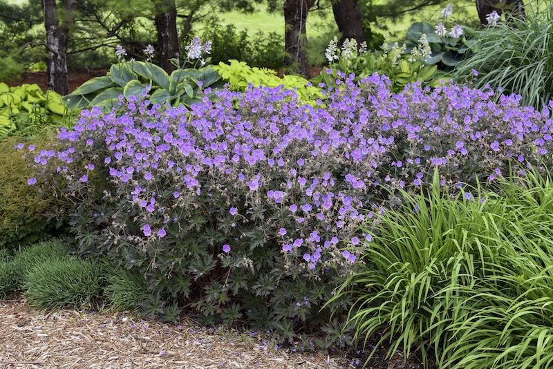 geranium-boom-chocolatta-planted-with-blue-fescue-hostas-and-daylilies.jpg