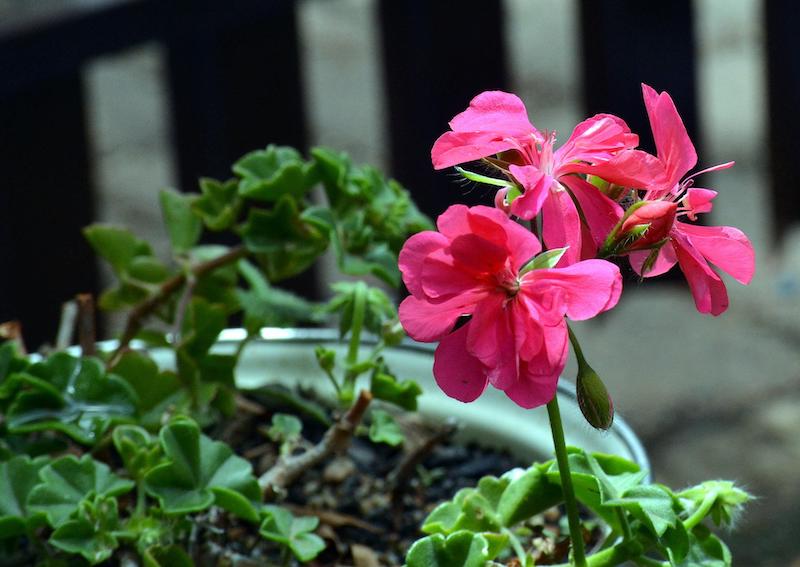 geranium-in-a-pot.jpg