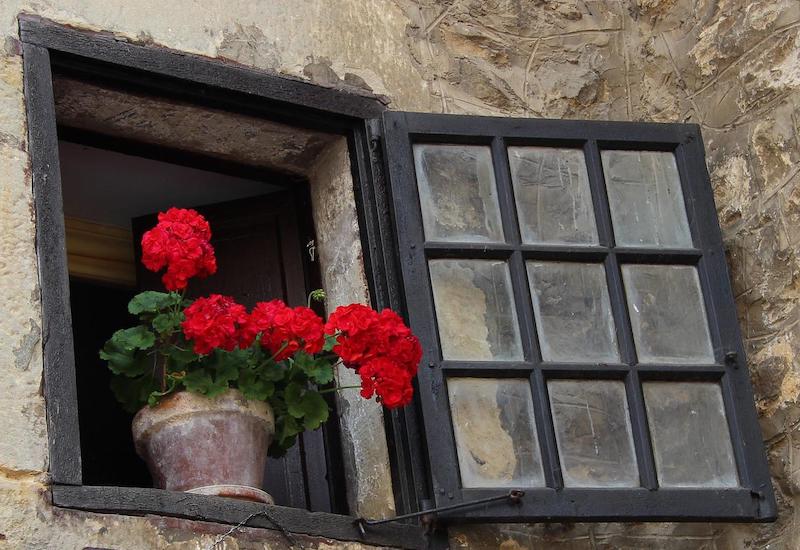 geranium-in-the-window.jpg