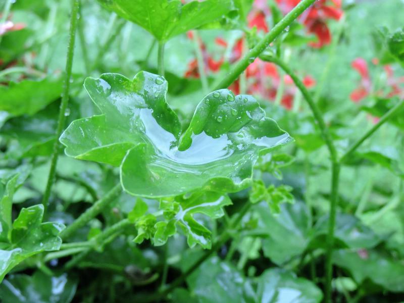 geranium-leaf-wet.jpg