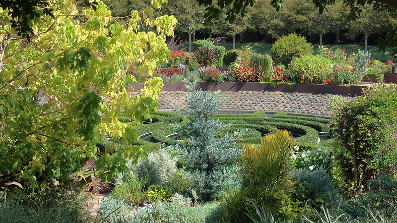 getty-center-central-bowl-garden-acer-negundo-kelly-s-gold-boxelder-maple-euphorbia-tirucalli-sticks-on-fire-podocarpus-elongatus-icee-blue-canna-tropicanna-.jpg