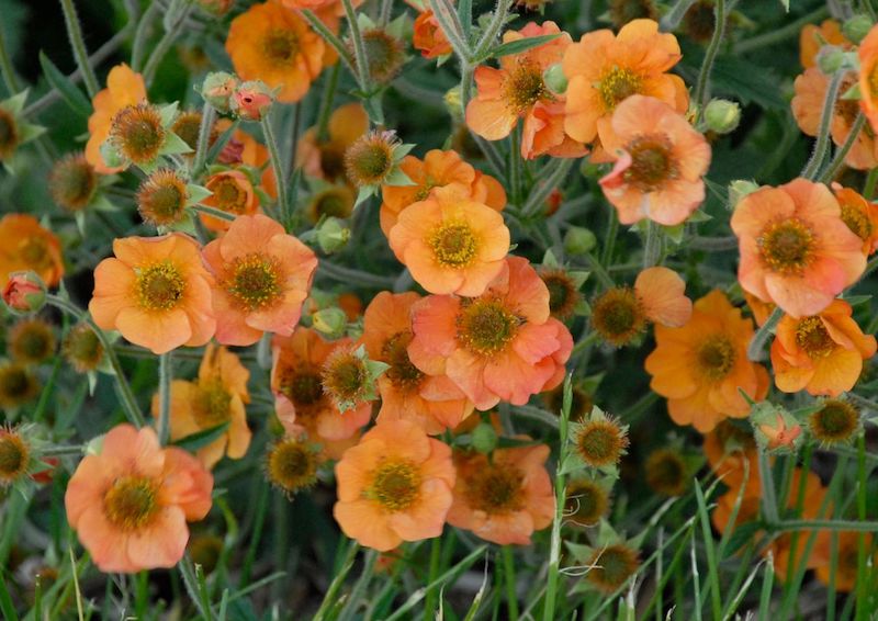 geum-totally-tangerine-plant.jpg